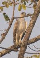 /album/photogallery/martial-eagle-immature-no-2kya-west-jpg/